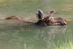 moose