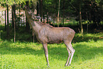 moose
