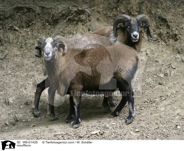 Mufflon / moufflons / WS-01428
