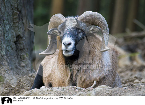 Mufflon / moufflon / WS-02582