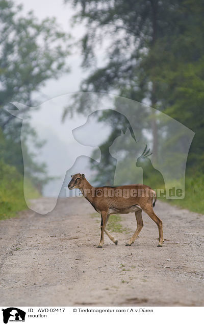 mouflon / AVD-02417