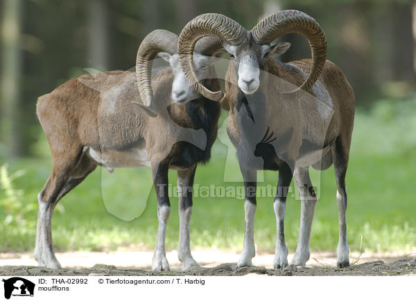 moufflons / THA-02992
