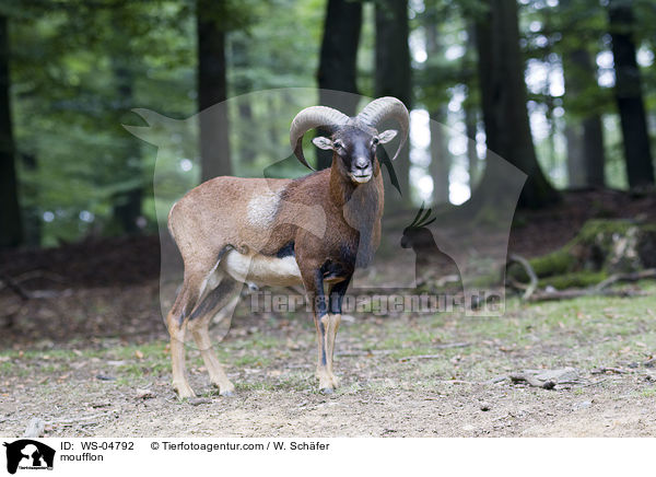 moufflon / WS-04792