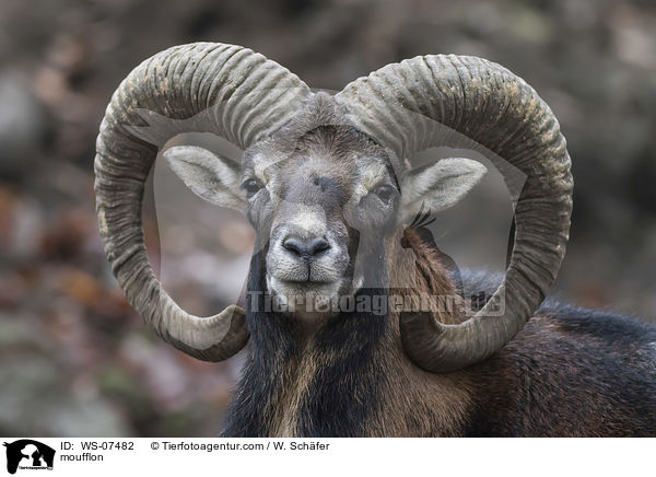 Mufflon / moufflon / WS-07482