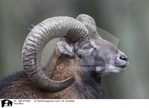 Mufflon / moufflon / WS-07485