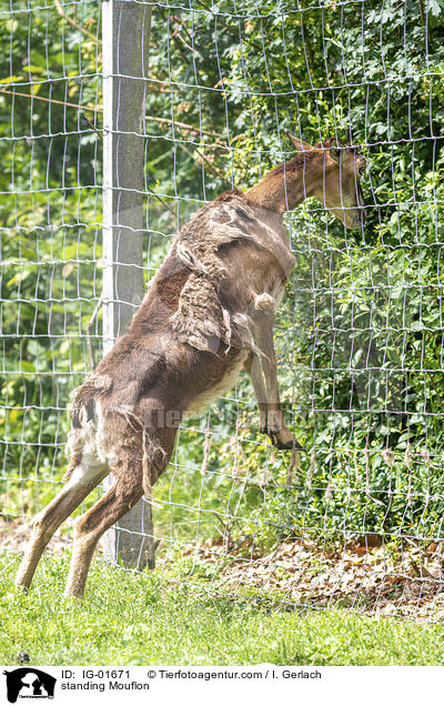 stehendes Mufflon / standing Mouflon / IG-01671