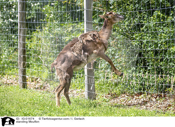 standing Mouflon / IG-01674