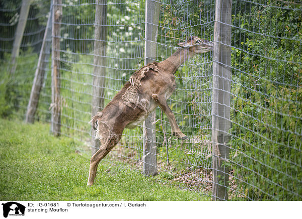 standing Mouflon / IG-01681