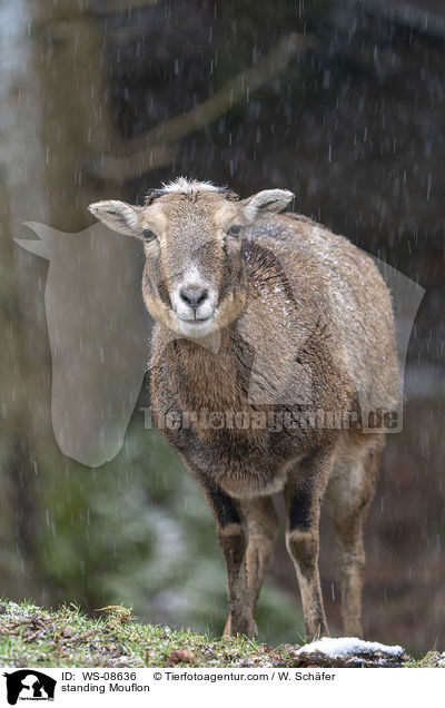 standing Mouflon / WS-08636