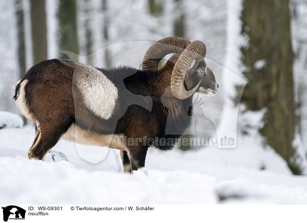 Mufflon / moufflon / WS-09301