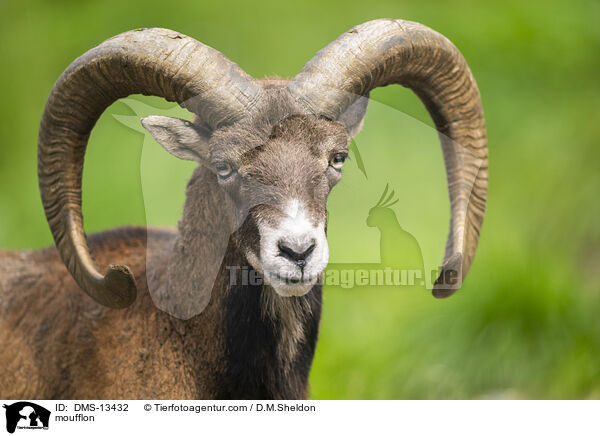 Mufflon / moufflon / DMS-13432