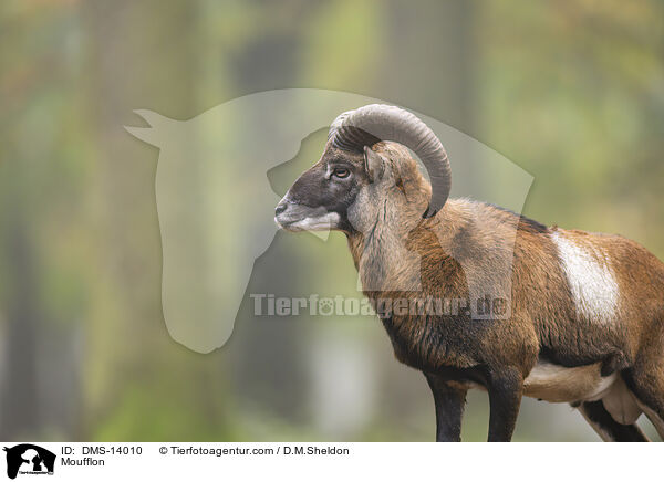 Mufflon / Moufflon / DMS-14010