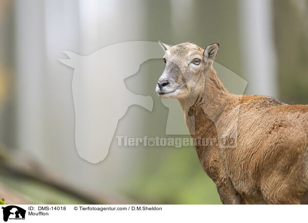 Mufflon / Moufflon / DMS-14018