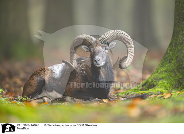 Mufflon / Moufflon / DMS-14043