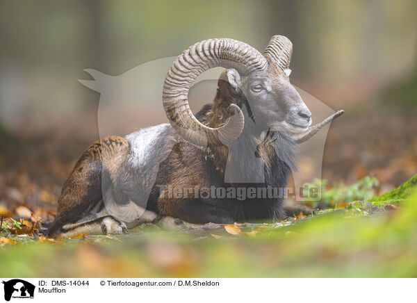 Mufflon / Moufflon / DMS-14044