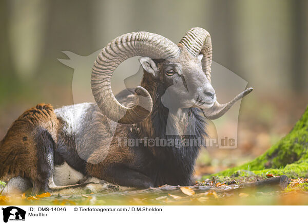 Mufflon / Moufflon / DMS-14046