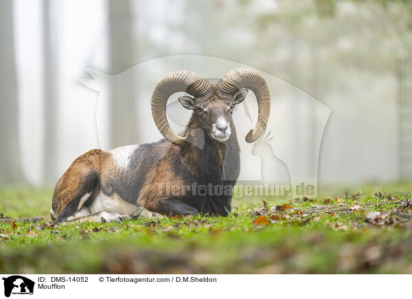 Mufflon / Moufflon / DMS-14052