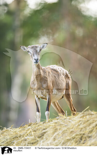 Mufflon / mouflon / DMS-15401