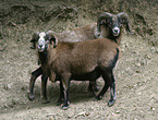 moufflons