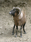 moufflon