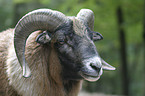 moufflon