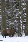 mouflon