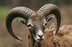 mouflon Portrait