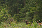 mouflon