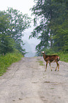 mouflon