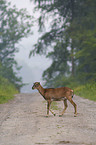 mouflon