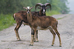 mouflons