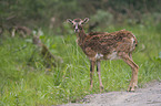 mouflon