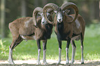 moufflons