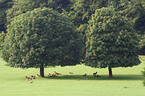 mouflons