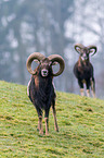 moufflons