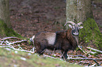 standing Mouflon