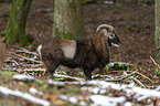 standing Mouflon