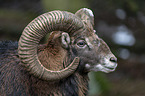Mouflon portrait