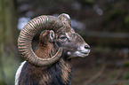 Mouflon portrait