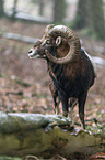 standing Mouflon
