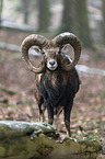 standing Mouflon
