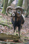 standing Mouflon