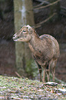 standing Mouflon