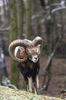 standing Mouflon