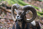 Mouflon portrait