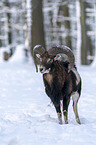 standing Mouflon