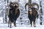 standing Mouflons