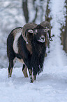 walking Mouflon