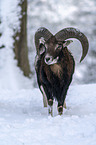 standing Mouflon
