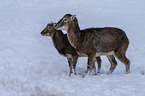 standing Mouflons